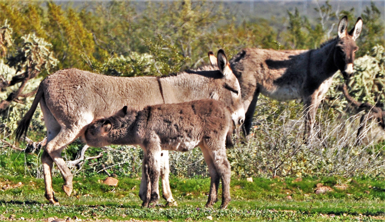 herd of donkeys